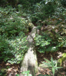 部子山の千本杉